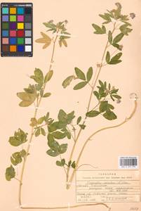 Trigonella caerulea (L.)Ser., Eastern Europe, Moscow region (E4a) (Russia)