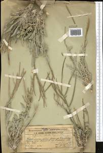 Matthiola robusta Bunge, Middle Asia, Western Tian Shan & Karatau (M3) (Kazakhstan)