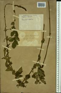 Agrimonia eupatoria L., Eastern Europe, South Ukrainian region (E12) (Ukraine)