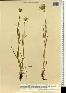 Tragopogon songoricus Nikitin, Mongolia (MONG) (Mongolia)