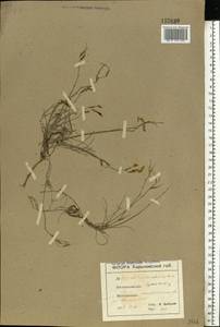 Astragalus subuliformis DC., Eastern Europe, North Ukrainian region (E11) (Ukraine)
