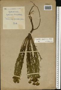 Euphorbia seguieriana Neck., Eastern Europe, North Ukrainian region (E11) (Ukraine)