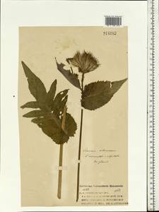 Cirsium oleraceum (L.) Scop., Eastern Europe, Central forest region (E5) (Russia)