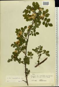 Rosa caryophyllacea Besser, Eastern Europe, Central forest-and-steppe region (E6) (Russia)
