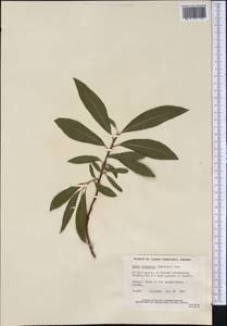 Salix alaxensis (Anderss.) Coville, America (AMER) (Canada)