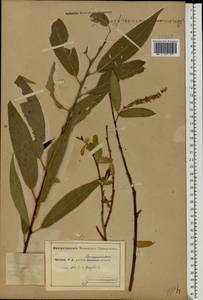Salix silesiaca Willd., Eastern Europe, South Ukrainian region (E12) (Ukraine)