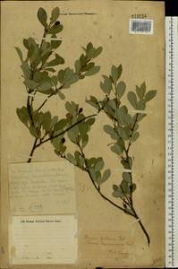 Prunus fruticosa Pall., Eastern Europe, Eastern region (E10) (Russia)