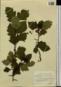 Crataegus maximowiczii C. K. Schneid., Siberia, Russian Far East (S6) (Russia)