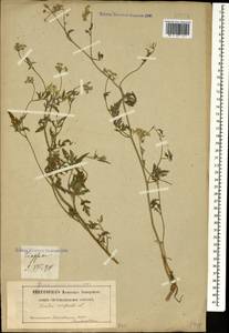 Torilis arvensis (Huds.) Link, Caucasus, Georgia (K4) (Georgia)