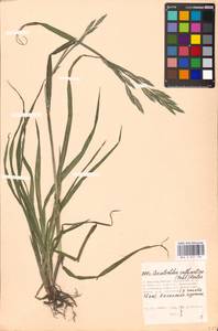 Bromus catharticus Vahl, Eastern Europe, Moscow region (E4a) (Russia)