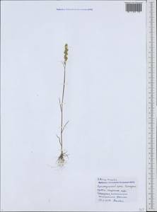 Briza humilis M.Bieb., Caucasus, Black Sea Shore (from Novorossiysk to Adler) (K3) (Russia)