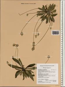 Plantago lagopus L., South Asia, South Asia (Asia outside ex-Soviet states and Mongolia) (ASIA) (Cyprus)