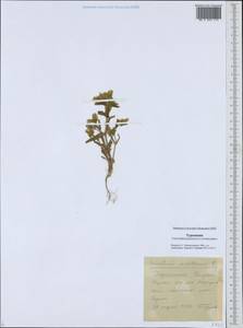 Cerastium dichotomum L., Middle Asia, Karakum (M6) (Turkmenistan)