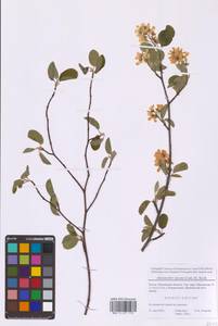 Amelanchier × spicata (Lam.) K.Koch, Eastern Europe, Moscow region (E4a) (Russia)