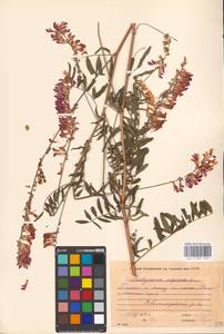 Hedysarum alpinum L., Eastern Europe, Moscow region (E4a) (Russia)