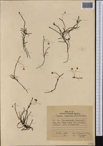 Cassiope lycopodioides (Pall.) D. Don, Siberia, Chukotka & Kamchatka (S7) (Russia)
