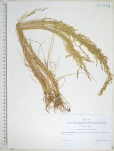 KHA6082, Dupontia fulva (Trin.) Röser & Tkach, Siberia, Russian Far East (S6) (Russia)