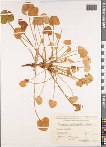 Ficaria calthifolia Rchb., Caucasus, Georgia (K4) (Georgia)