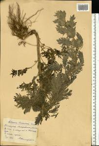 Artemisia sieversiana Ehrh. ex Willd., Eastern Europe, Eastern region (E10) (Russia)