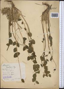 Astragalus sewertzowii, Middle Asia, Syr-Darian deserts & Kyzylkum (M7)