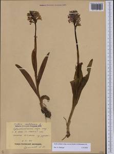 Orchis militaris subsp. stevenii (Rchb.f.) B.Baumann & al., Caucasus, North Ossetia, Ingushetia & Chechnya (K1c) (Russia)