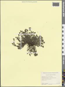 Cynanchica pyrenaica subsp. cynanchica (L.) P.Caputo & Del Guacchio, Caucasus, Dagestan (K2) (Russia)
