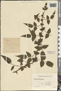 Rubus, South Asia, South Asia (Asia outside ex-Soviet states and Mongolia) (ASIA) (China)
