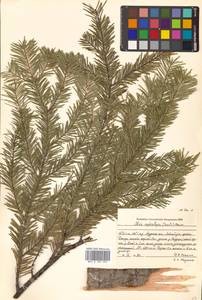 Abies nephrolepis (Trautv. ex Maxim.) Maxim., Siberia, Russian Far East (S6) (Russia)