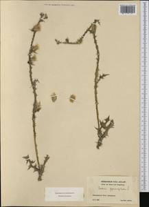 Carduus pycnocephalus, Western Europe (EUR) (Switzerland)