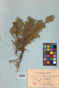 Juniperus chinensis var. sargentii A. Henry, Siberia, Russian Far East (S6) (Russia)