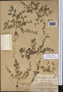 Chenopodium karoi (Murr) Aellen, Middle Asia, Western Tian Shan & Karatau (M3) (Kazakhstan)
