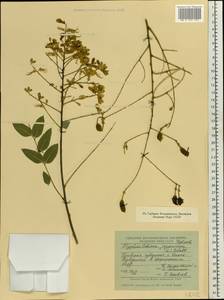 Styphnolobium japonicum (L.)Schott, Eastern Europe, South Ukrainian region (E12) (Ukraine)