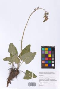 Salvia nutans L., Eastern Europe, Lower Volga region (E9) (Russia)