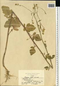 Brassica nigra (L.) W.D.J. Koch, Eastern Europe, Moscow region (E4a) (Russia)