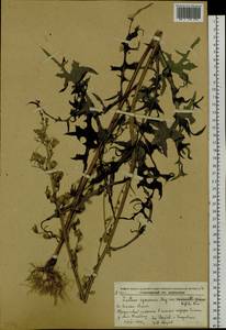 Lactuca indica L., Siberia, Russian Far East (S6) (Russia)