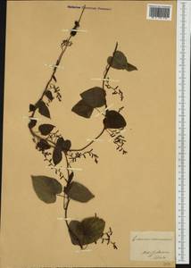 Dioscorea communis (L.) Caddick & Wilkin, Botanic gardens and arboreta (GARD) (Italy)