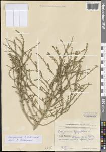 Corispermum sibiricum Iljin, South Asia, South Asia (Asia outside ex-Soviet states and Mongolia) (ASIA) (China)