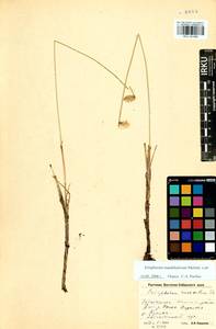 Eriophorum chamissonis C.A.Mey., Siberia, Baikal & Transbaikal region (S4) (Russia)