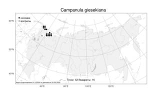 Campanula giesekiana Vest ex Schult., Atlas of the Russian Flora (FLORUS) (Russia)