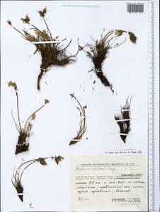 Oxytropis ochotensis Bunge, Siberia, Chukotka & Kamchatka (S7) (Russia)