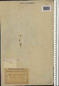 Cerastium polymorphum Rupr., Caucasus, Abkhazia (K4a) (Abkhazia)
