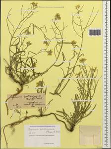 Erysimum substrigosum (Rupr.) N. Busch, Caucasus, North Ossetia, Ingushetia & Chechnya (K1c) (Russia)