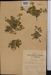 Potentilla cinerea subsp. incana (G. Gaertn., B. Mey. & Scherb.) Asch., Middle Asia, Northern & Central Kazakhstan (M10) (Kazakhstan)