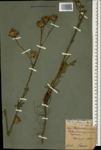 Centaurea adpressa Ledeb., Caucasus, Stavropol Krai, Karachay-Cherkessia & Kabardino-Balkaria (K1b) (Russia)