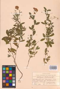 Lathyrus tuberosus L., Eastern Europe, Eastern region (E10) (Russia)