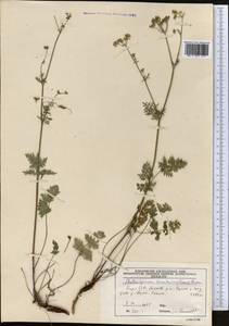 Aulacospermum tianschanicum (Korovin) C. Norman, Middle Asia, Northern & Central Tian Shan (M4) (Kyrgyzstan)