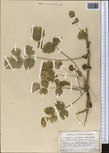 Pimpinella peregrina L., Middle Asia, Western Tian Shan & Karatau (M3) (Uzbekistan)