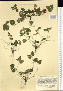 Viola sacchalinensis H. Boissieu, Siberia, Russian Far East (S6) (Russia)