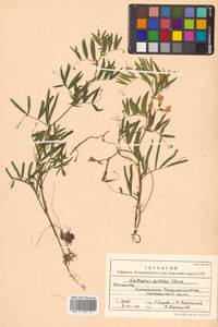 Lathyrus palustris subsp. palustris, Siberia, Chukotka & Kamchatka (S7) (Russia)