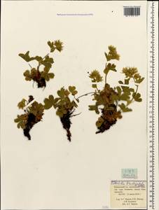 Potentilla brachypetala Fisch. & C. A. Mey. ex Lehm., Caucasus, Krasnodar Krai & Adygea (K1a) (Russia)